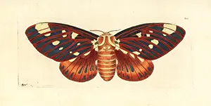 Regia: Regal moth, Citheronia regalis