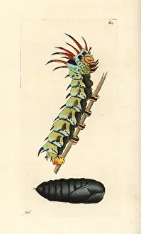 Regia: Regal moth, Citheronia regalis