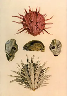 Regal: Regal Thorny-Oyster