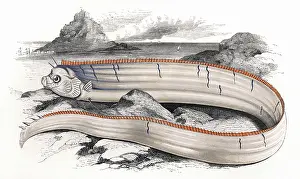 Regalecus: Regalecus Banskii, or Banks's Oarfish