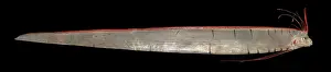 Herrings: Regalecus glesne, oarfish