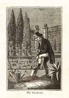 Conifers: Regency gardener digging a flowerbed in a walled garden