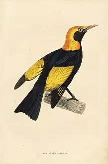 Bildersaal: Regent bowerbird, Sericulus chrysocephalus