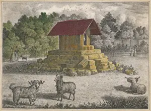 Cavort: REGENTS PARK GOATS