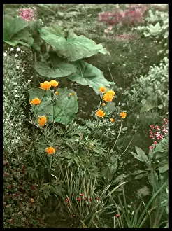 Woodford: Detail of Reginald Malby's garden