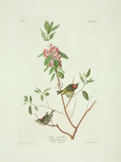 Regulus: Regulus calendula, ruby-crowned kinglet