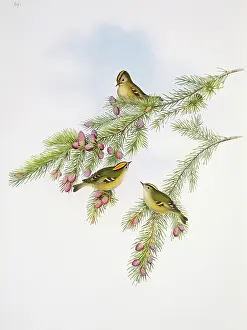 Regulus: Regulus cristatus, goldcrest
