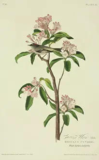 Regulus: Regulus cuvieri, Cuvier's kinglet