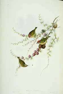 Regulus: Regulus ignicapilla, firecrest