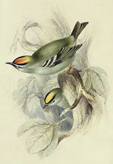 Naturalists: Regulus regulus, goldcrest