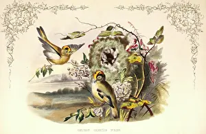 Gems: Regulus regulus, goldcrest