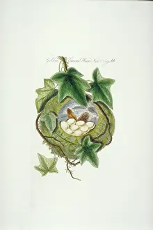 Clutch: Regulus regulus, goldcrest nest and eggs