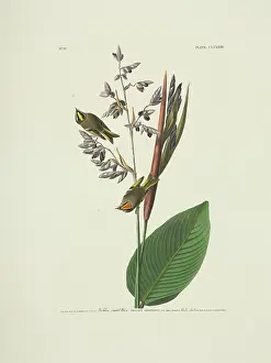 Regulus: Regulus satrapa, golden-crowned kinglet