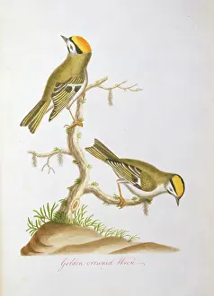 Forehead: Regulus satrapa, golden-crowned kinglet