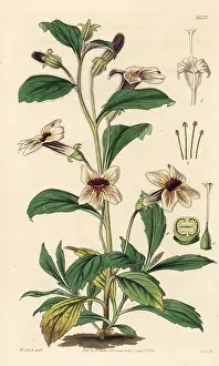 Glutinosa: Rehmannia glutinosa