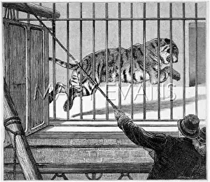 Rehousing: REHOUSING A TIGER