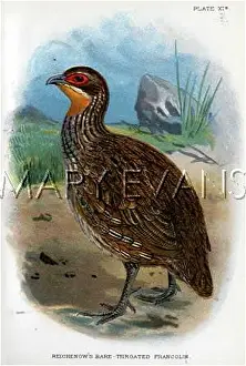 Francolin: REICHENOW'S FRANCOLIN