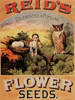 Whimsical: Reid's Flower Seeds