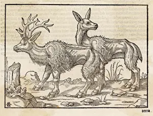 Finely: REINDEER 1553