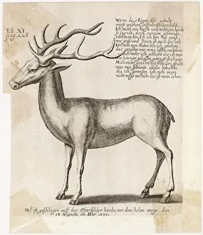 1597: REINDEER 1597