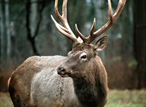 Husbandry: Reindeer, 1996