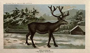 Toboggan: Reindeer