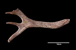 Jean Baptiste: Reindeer antler from Neschers