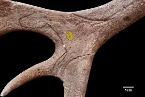 Jean Baptiste: Reindeer antler from Neschers