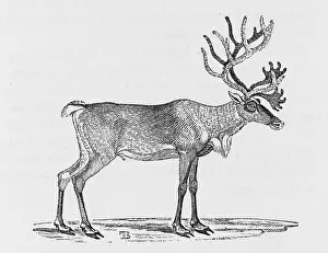 Impossible: REINDEER (BEWICK)