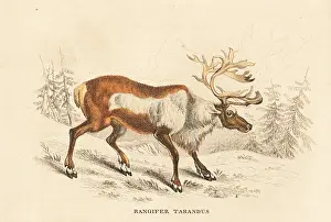 Rangifer: Reindeer or caribou, Rangifer tarandus