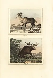 Quadrupeds: Reindeer and elk
