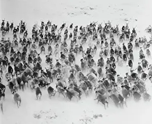 Reindeer: Reindeer herd, 1970