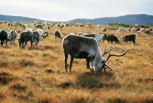 Vainstein: Reindeer herd, 1979