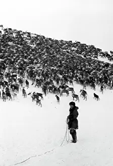 Herder: Reindeer herder, 1971