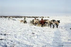 Vainstein: Reindeer herders, 1984