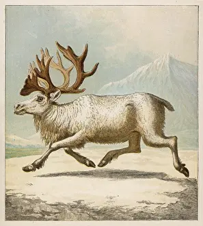 Kronheim: REINDEER/KRONHEIM