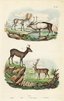 Dhistoire: Reindeer, moose, red deer and roe deer