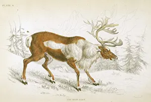 Naturalists: REINDEER/NATURALIST'S