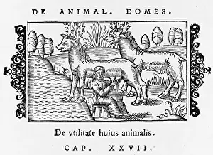 Olaus: REINDEER/OLAUS/MILKING