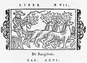 Olaus: REINDEER/OLAUS/RIDING
