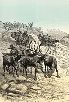 Draught: Reindeer (Rangifer trandus) Arctic and Subarctic