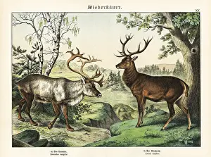 Caribou: Reindeer and red deer