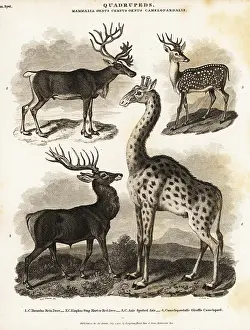 Tarandus: Reindeer, red deer, axis deer and giraffe