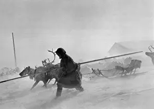 Sled: Reindeer sled