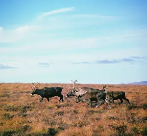 Tundra: Reindeers, 1980