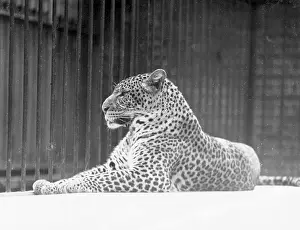 Chilled: RELAXED LEOPARD