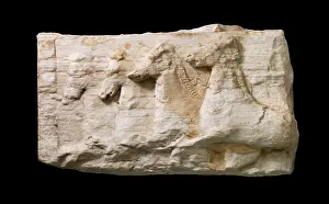 Larnaca: Relief, Larnaca District Museum, Larnaca, Cyprus