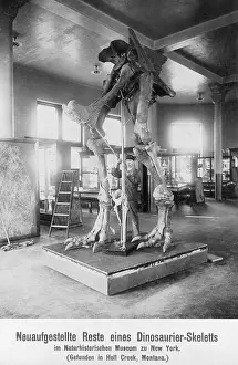 Dino: Remains of a dinosaur skeleton, 1907