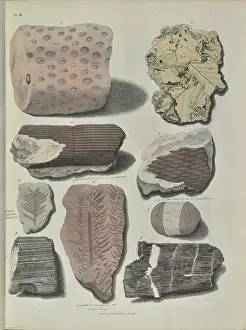 Palaeontological: Remains of fossil plants