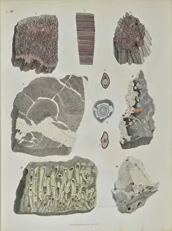 Palaeontological: Remains of fossil plants